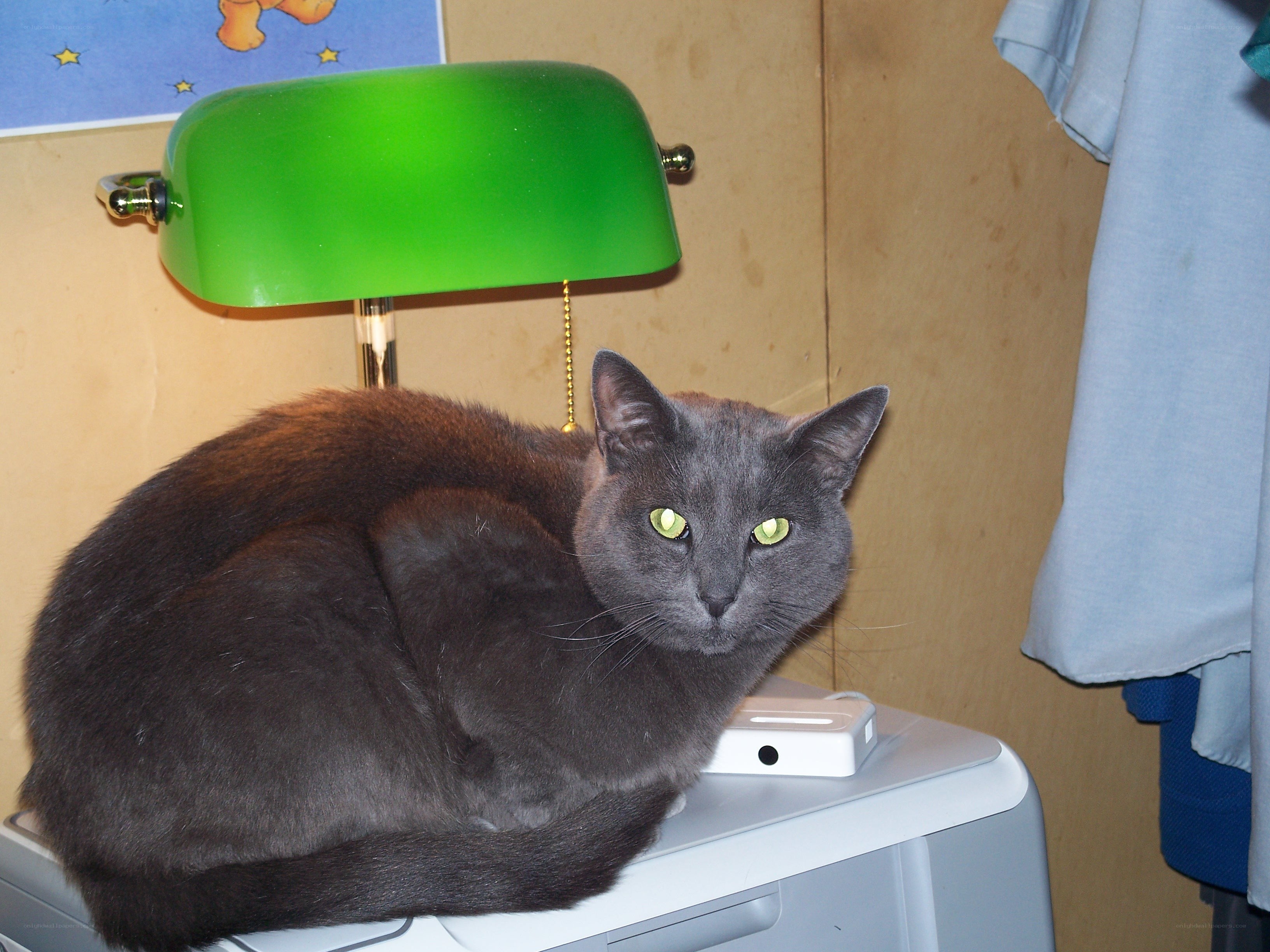 gray cat on a table