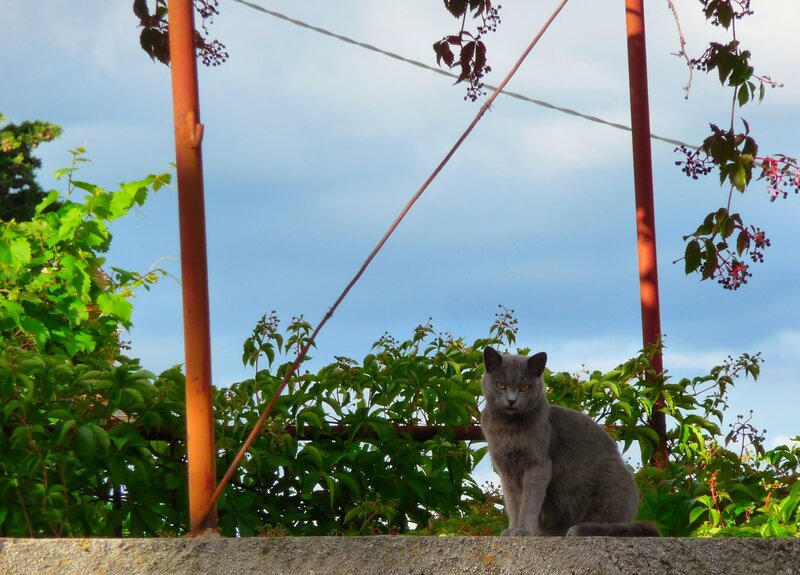 gray cat on a wall