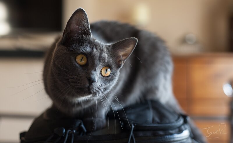 Gray Cat on Bag