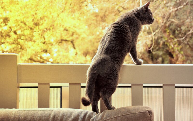Gray Cat on Balcony — Calm, Afternoon