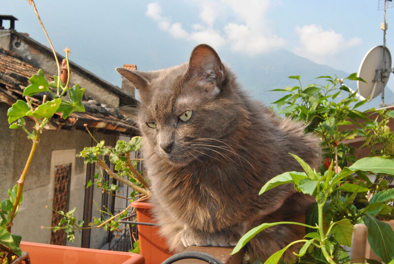 Gray Cat on Balcony — Calm