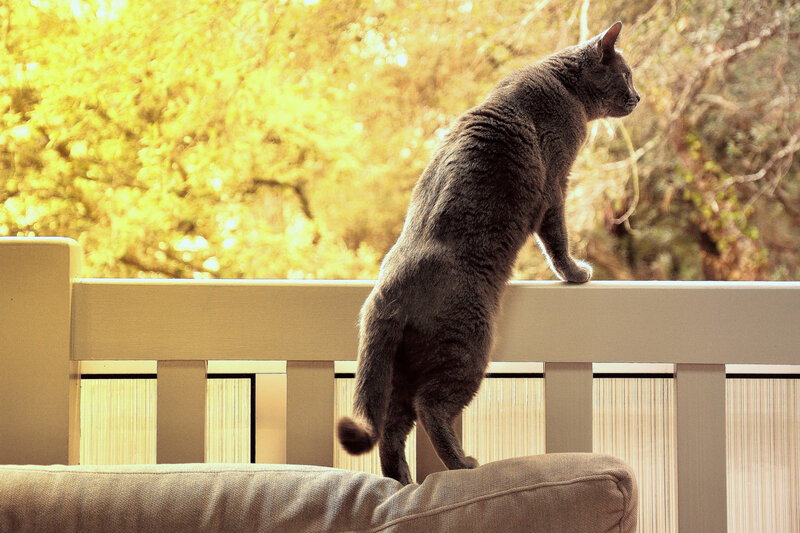 Gray Cat on Balcony
