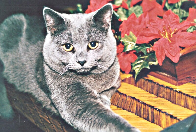 Gray Cat on Basket