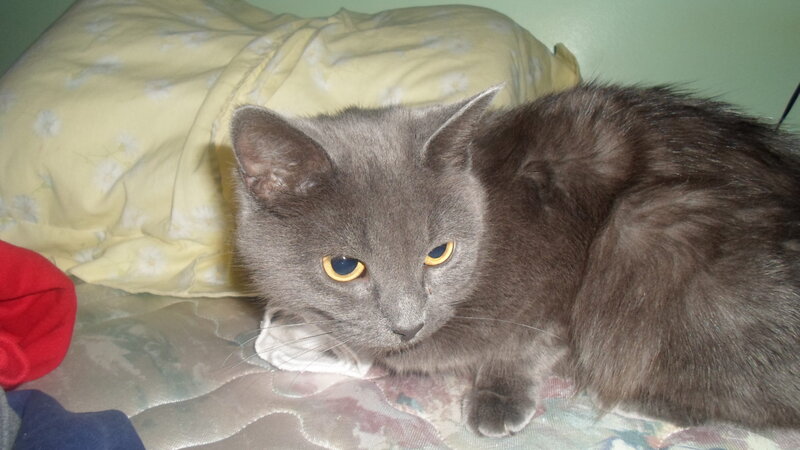 Gray Cat on Bed — Calm