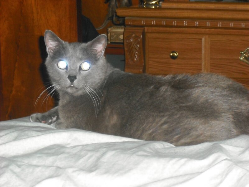 Gray Cat on Bed