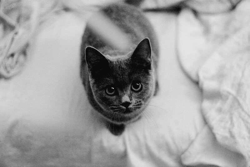 Gray Cat on Bedding