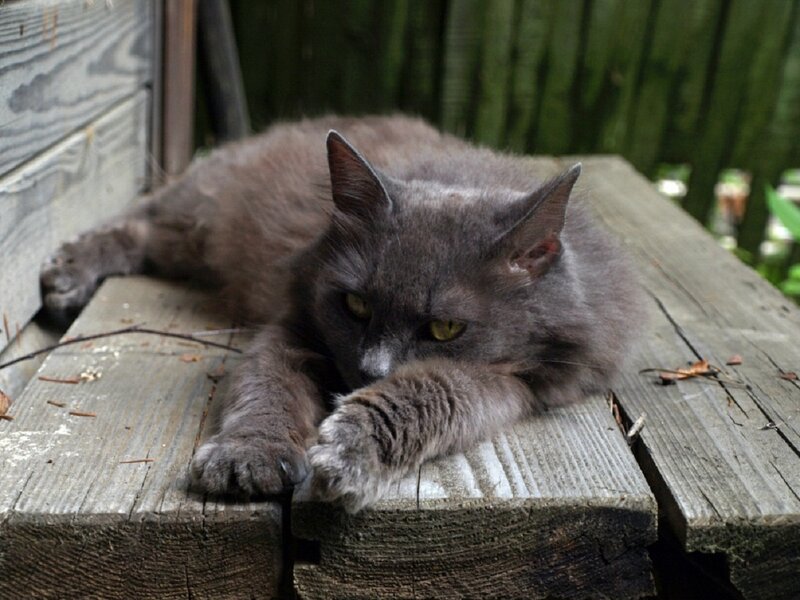 Gray Cat on Bench