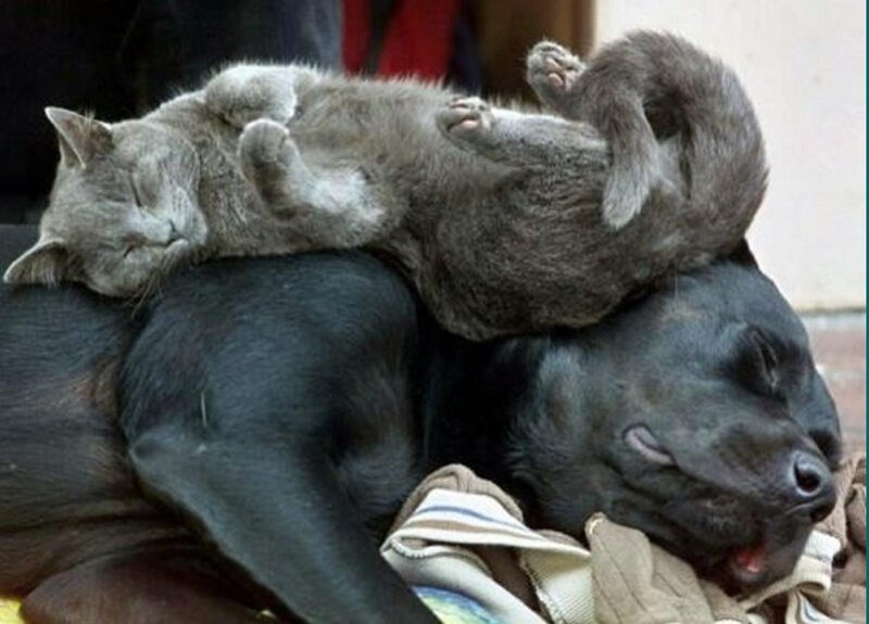 Gray Cat on Black Dog