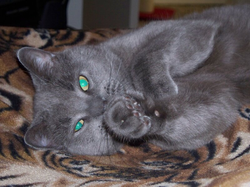 gray cat on blanket