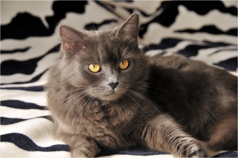 Gray Cat on Blanket — Calm, Photograph
