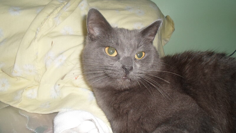 Gray Cat on Blanket — Calm, Photograph, Wall