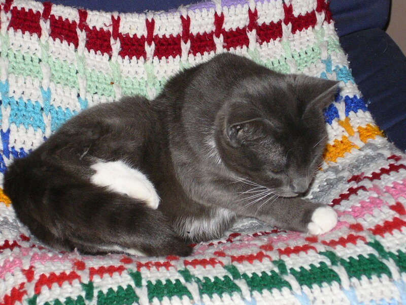 Gray Cat on Blanket — Calm