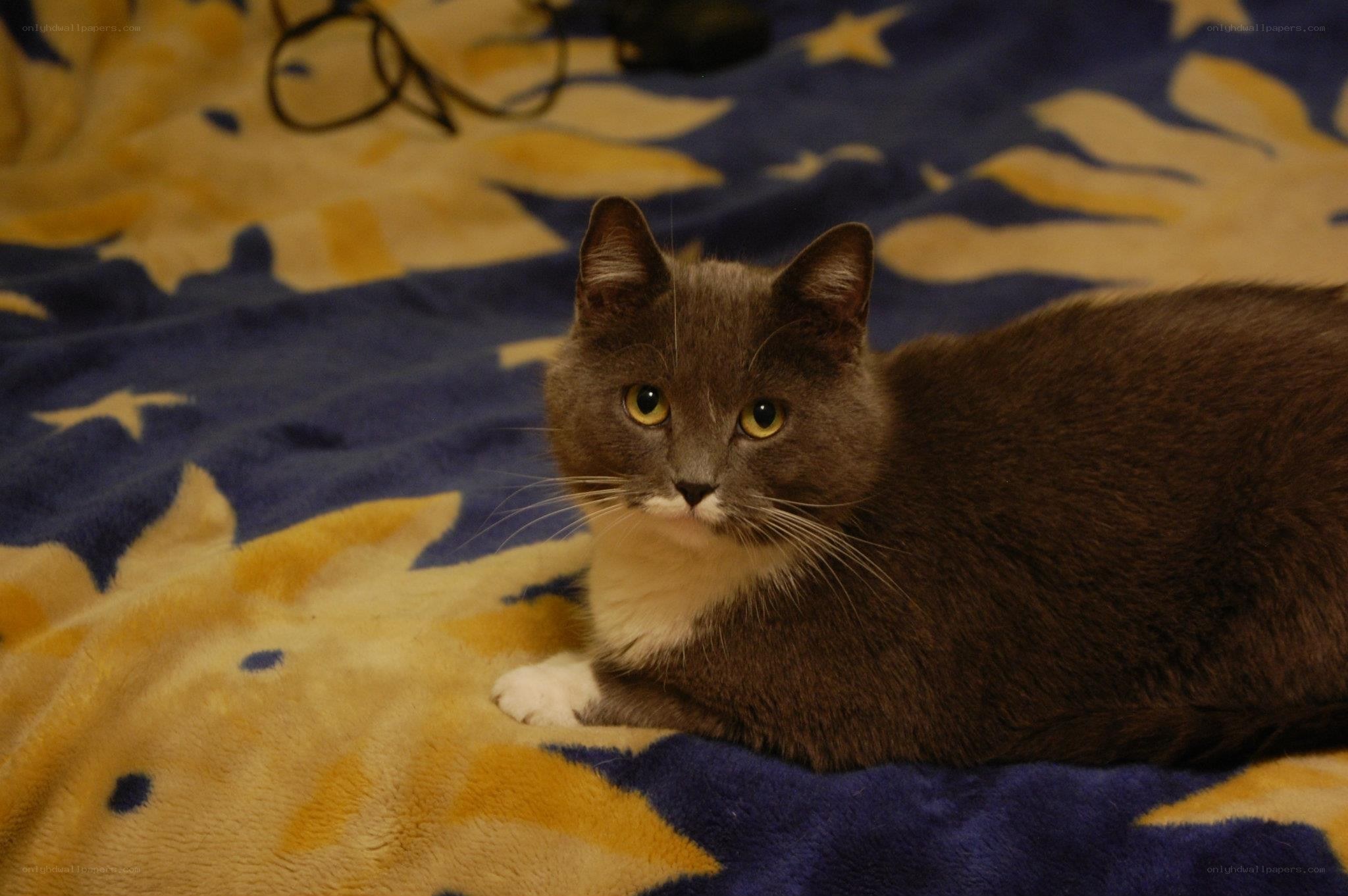 gray cat on blanket
