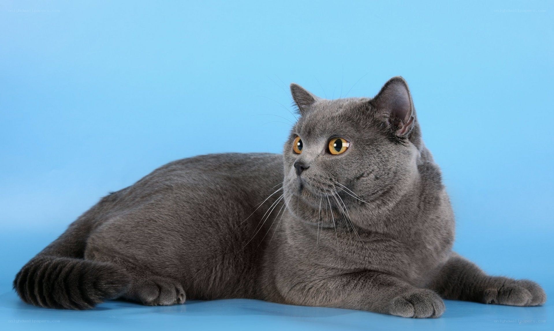 gray cat on blue background