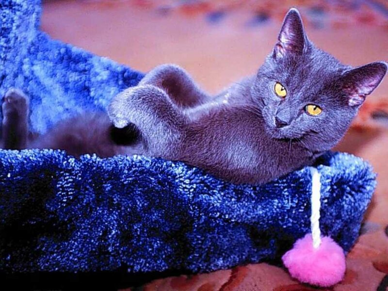 Gray Cat on Blue Bed — Relaxed
