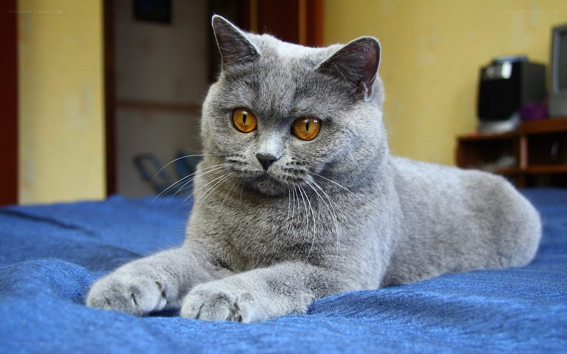 gray cat on blue blanket