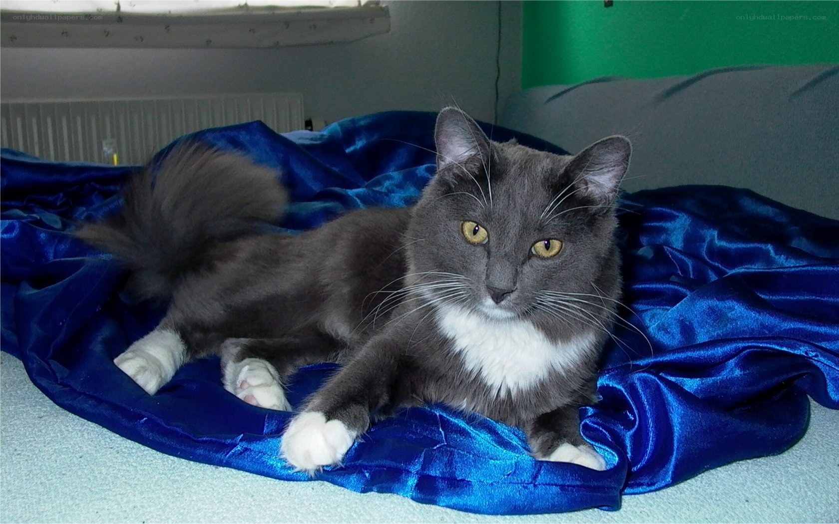 gray cat on blue blanket