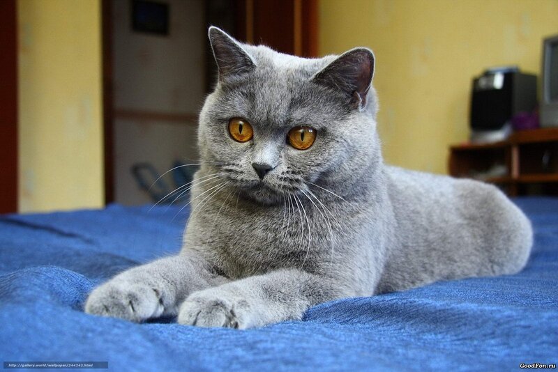 gray cat on blue blanket