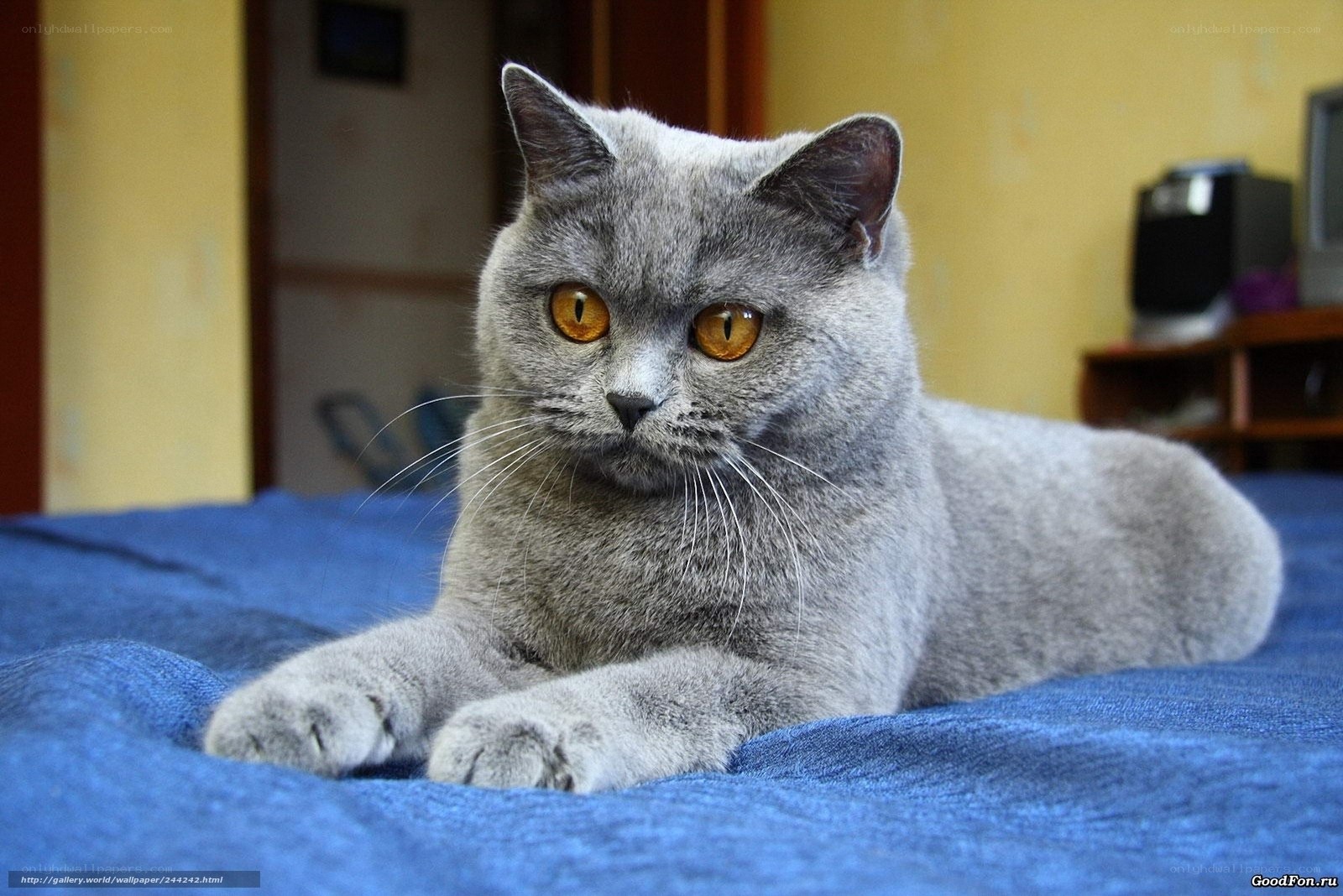 gray cat on blue blanket