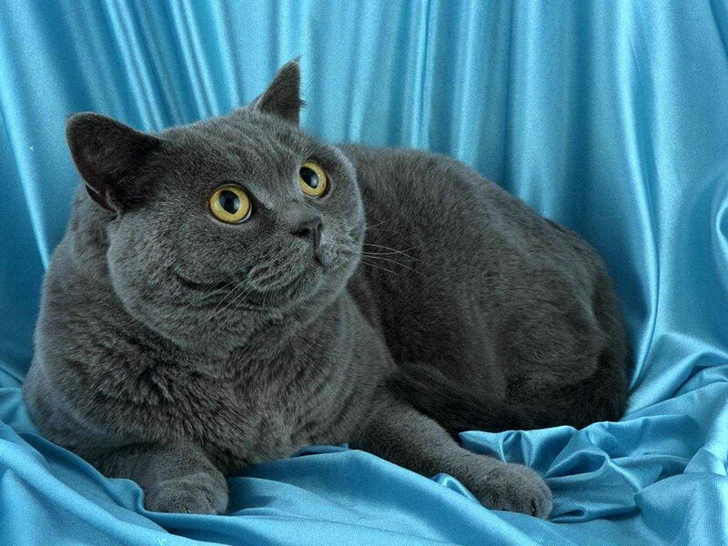 Gray Cat on Blue Fabric