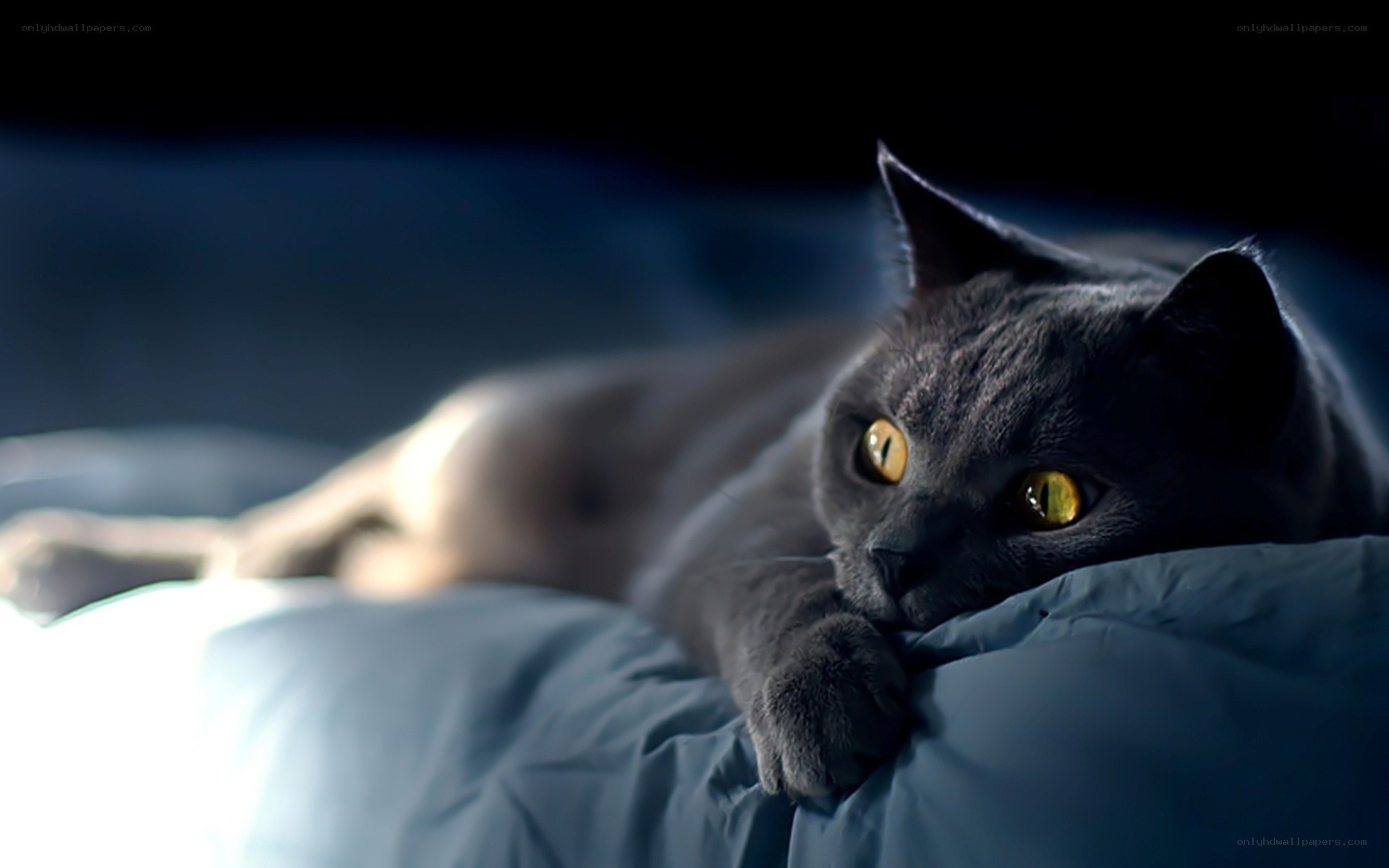 gray cat on blue pillow