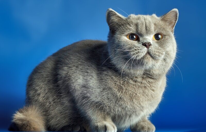 Gray Cat on Blue