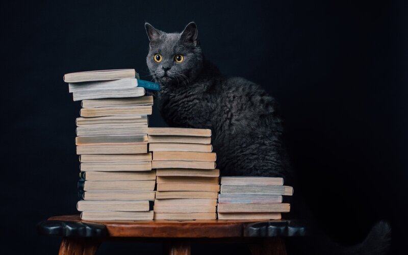 Gray Cat on Books — Black