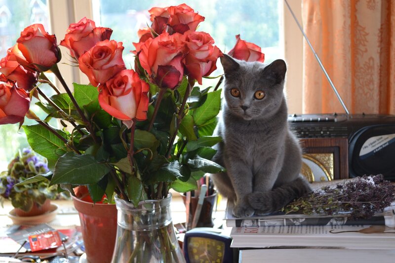 Gray Cat on Books