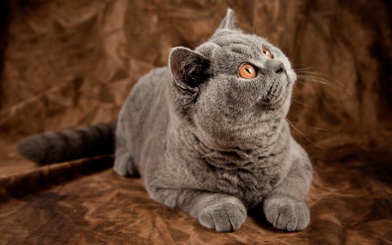 gray cat on brown fabric