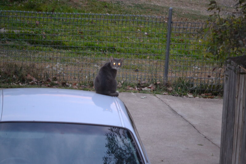 Gray Cat on Car Roof