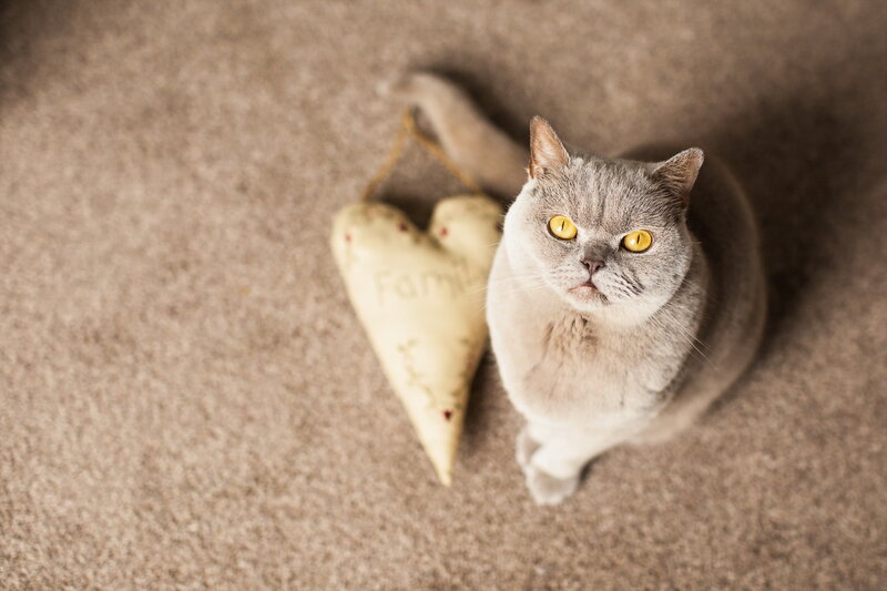 Gray Cat on Carpet — Calm