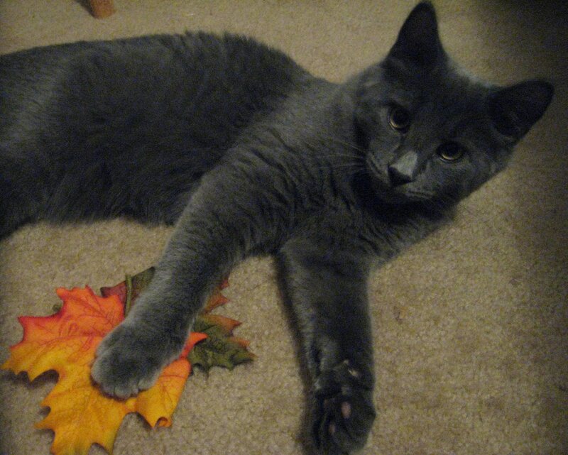 Gray Cat on Carpet