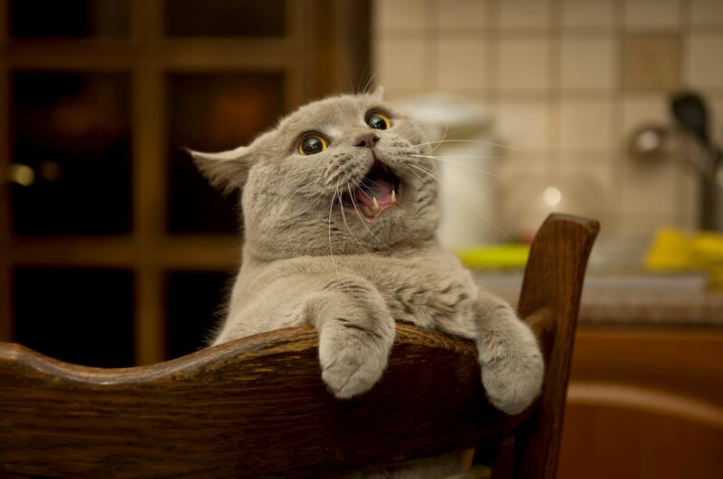 Gray Cat on Chair — Curious
