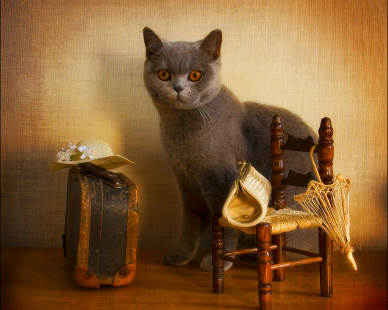 Gray Cat on Chair — Still Life