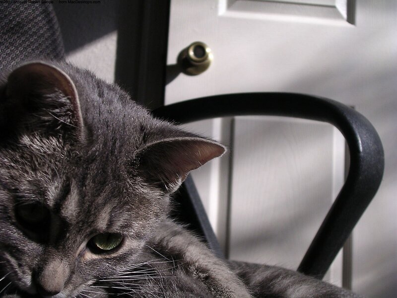 gray cat on chair