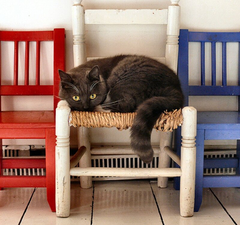 Gray Cat on Chair — White