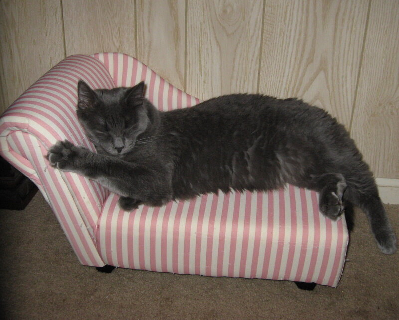 Gray Cat on Chaise
