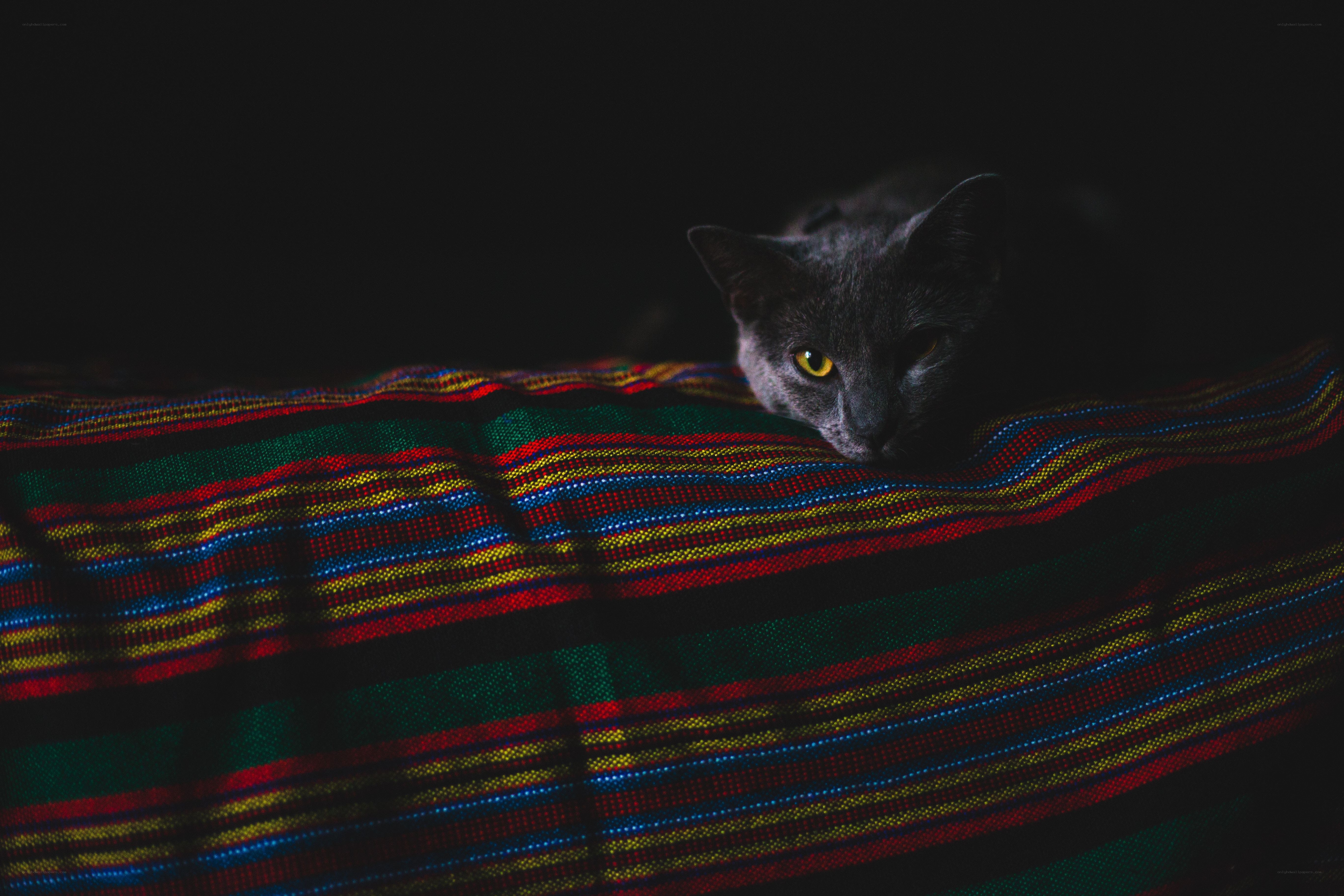 gray cat on colorful blanket