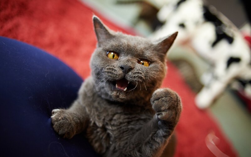 Gray Cat on Couch — Aggressive