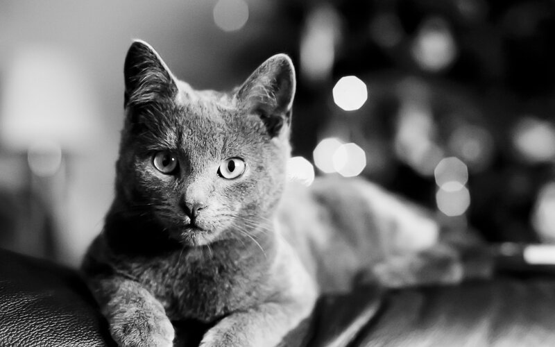 Gray Cat on Couch — Black, Calm