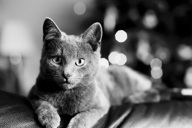 Gray Cat on Couch — Black