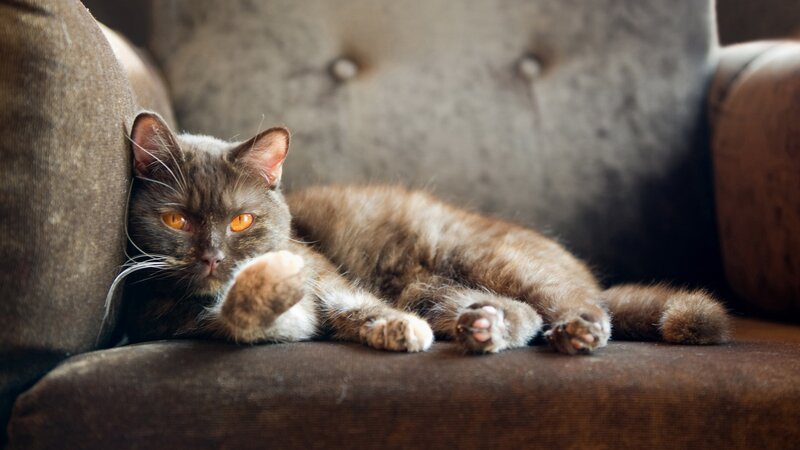 Gray Cat on Couch — Brown, Relaxed, Photograph