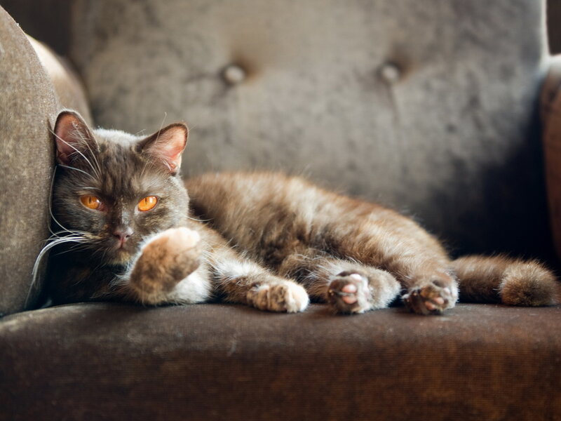 Gray Cat on Couch — Brown, Relaxed