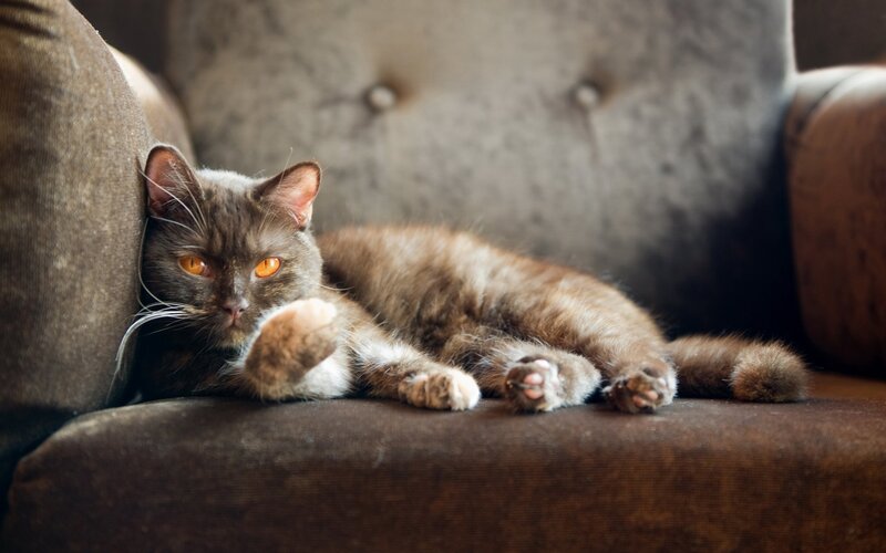 Gray Cat on Couch — Brown