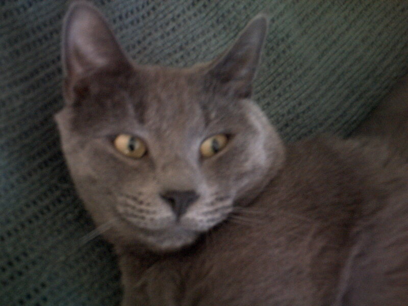 Gray Cat on Couch — Calm, Photograph, Green