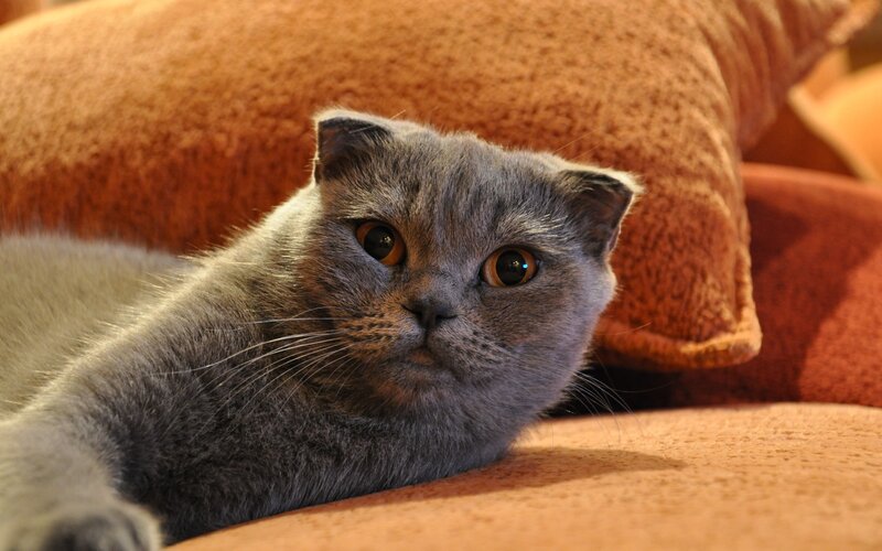 Gray Cat on Couch — Calm, Photograph