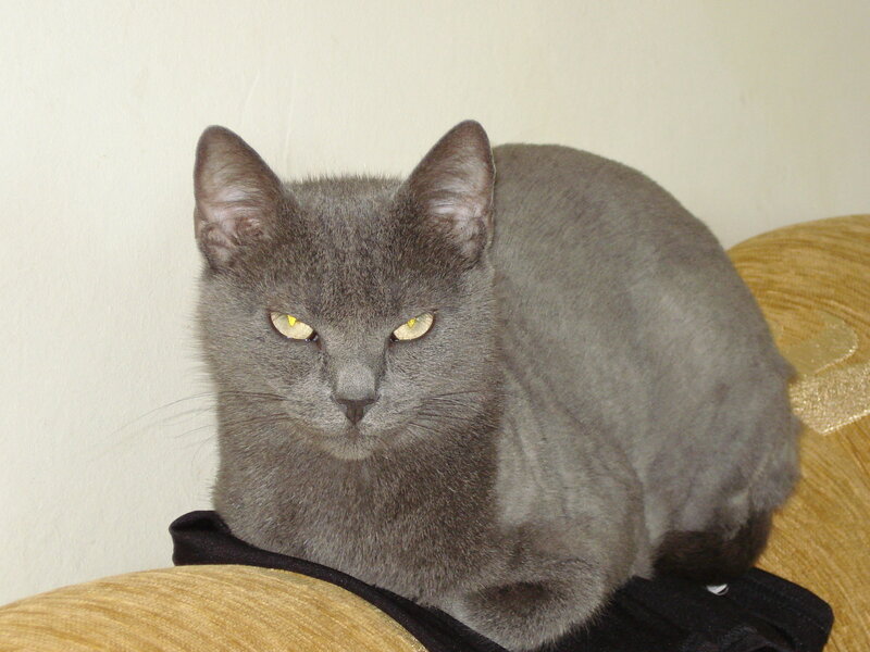 Gray Cat on Couch — Calm, Photograph, Wall, Beige