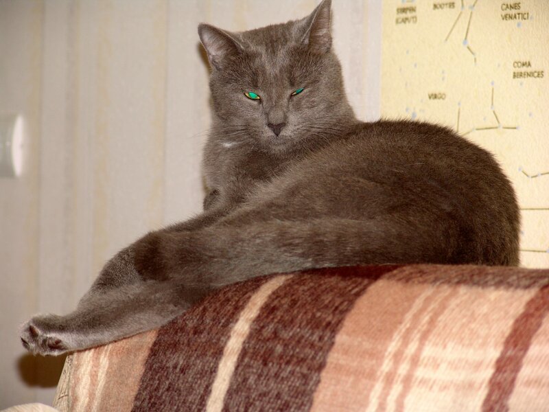 Gray Cat on Couch — Calm