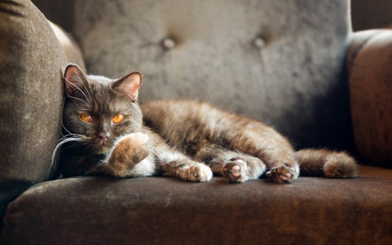 Gray Cat on Couch — Relaxed