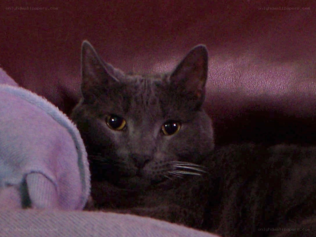 gray cat on couch